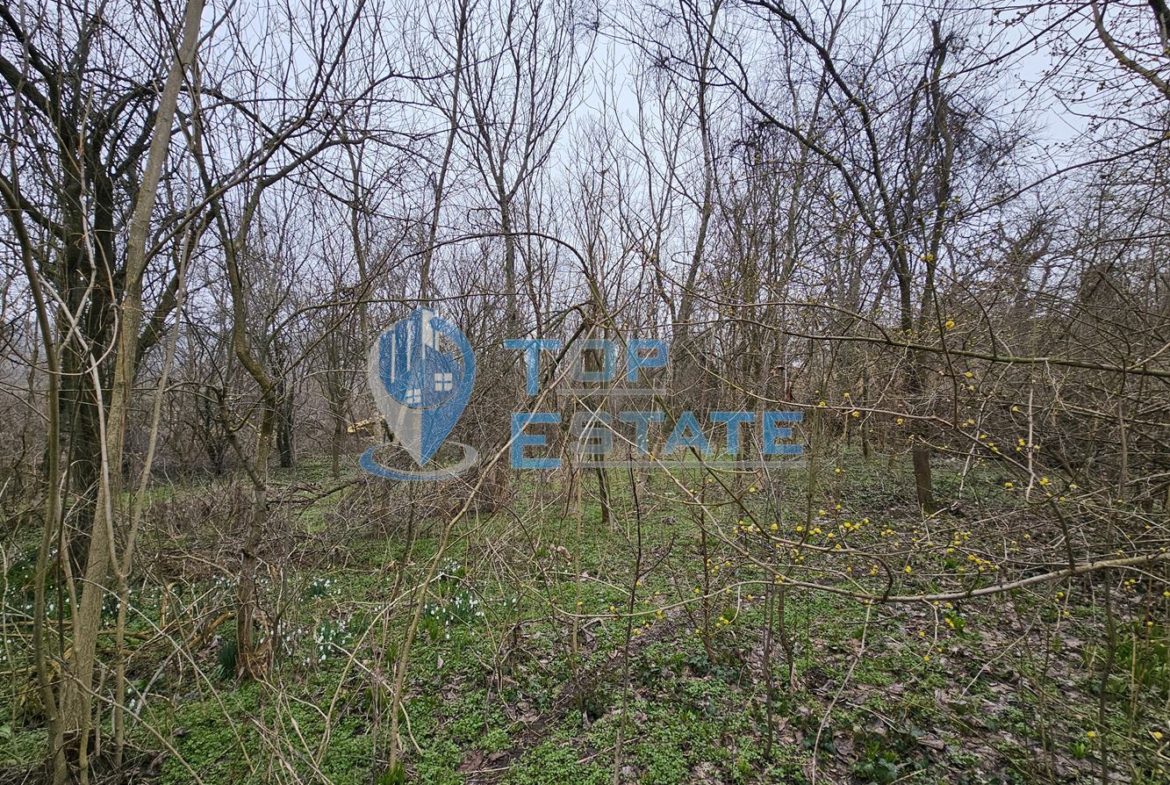 Голям парцел със стара къща и два кладенеца в село Паскалевец, област Велико Търново - 0