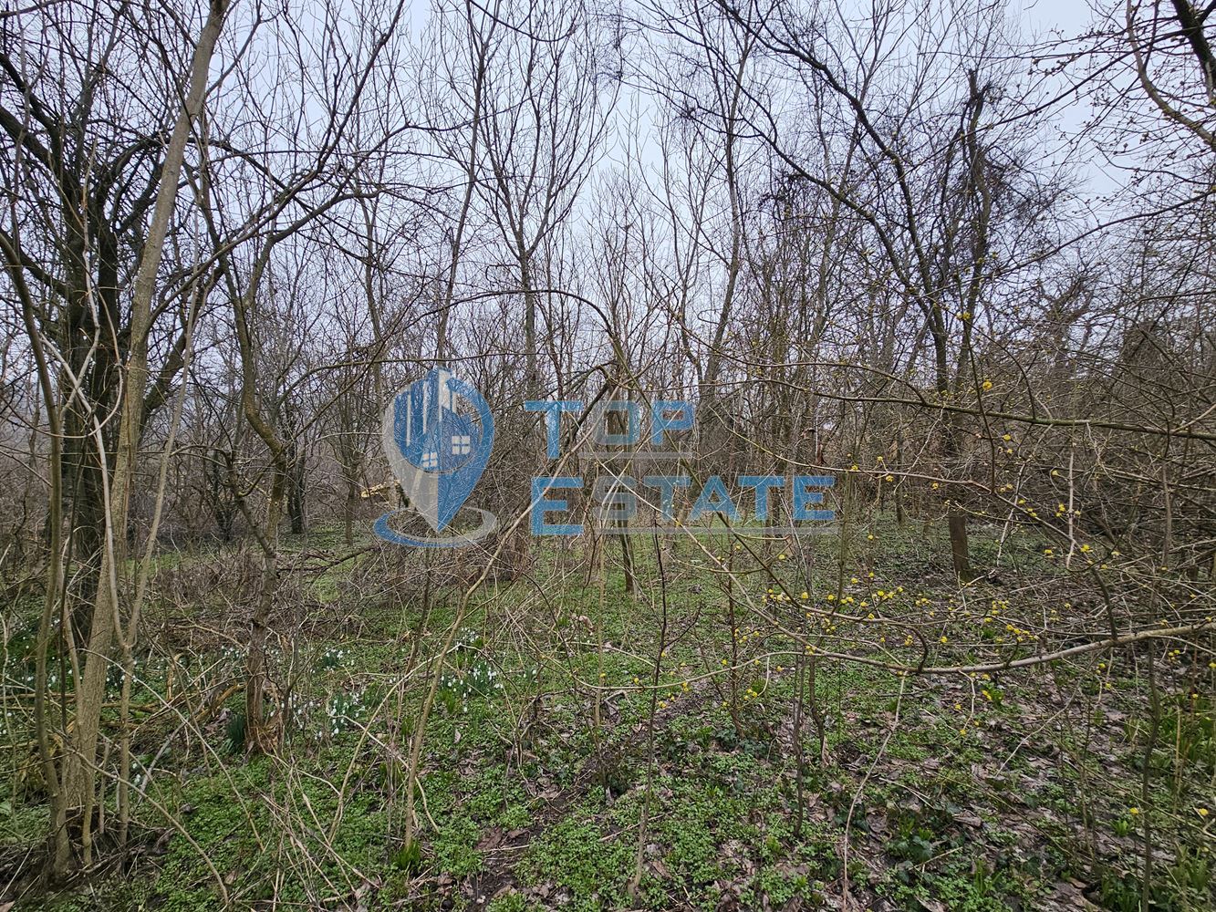 Голям парцел със стара къща и два кладенеца в село Паскалевец, област Велико Търново - 0